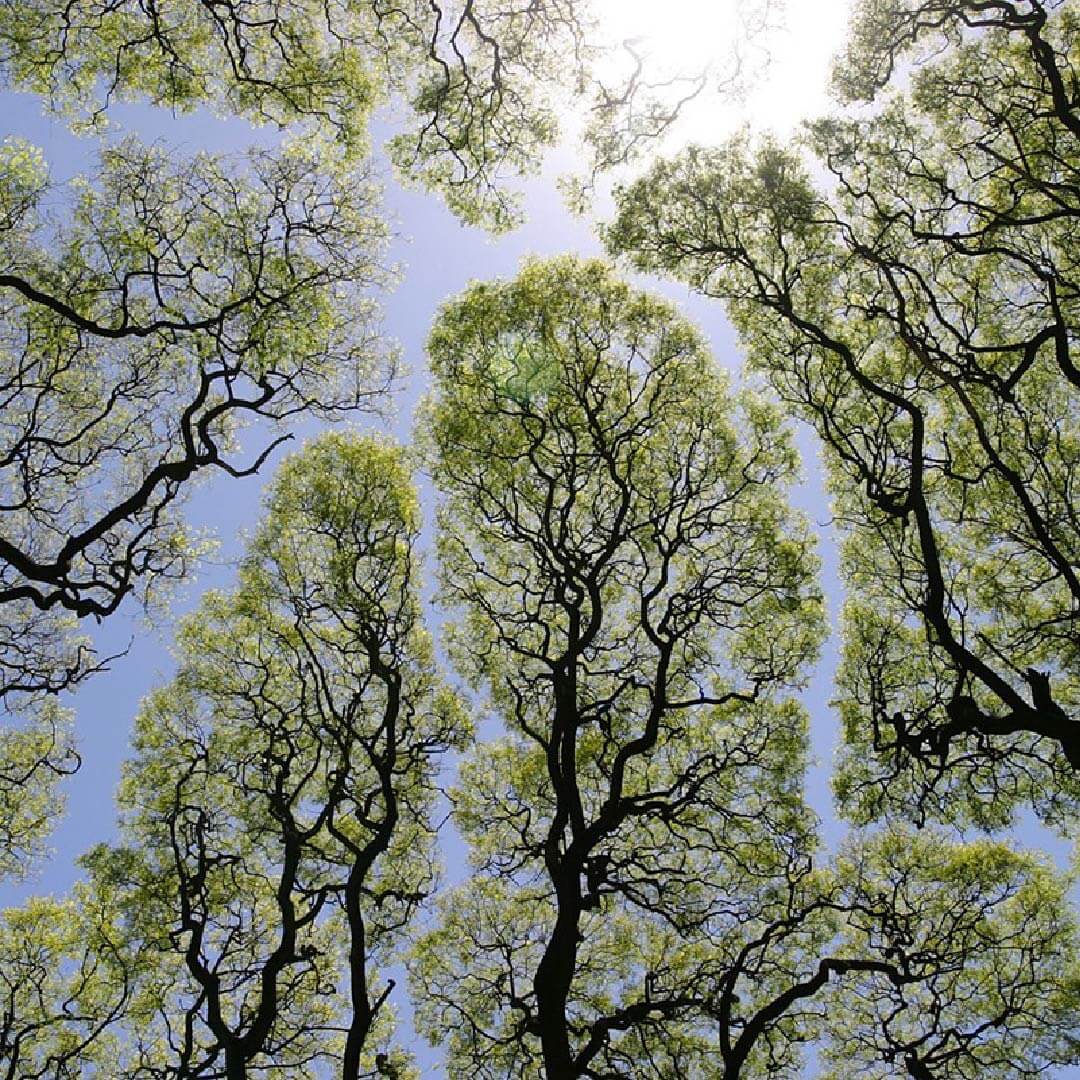 Voronoi Diagram Examples
