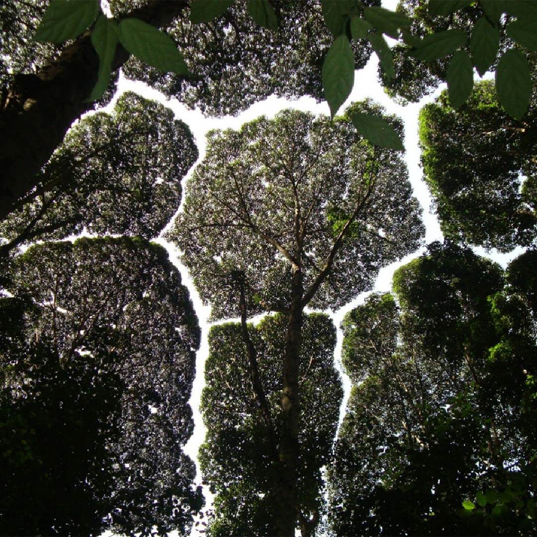 Voronoi Diagram Examples